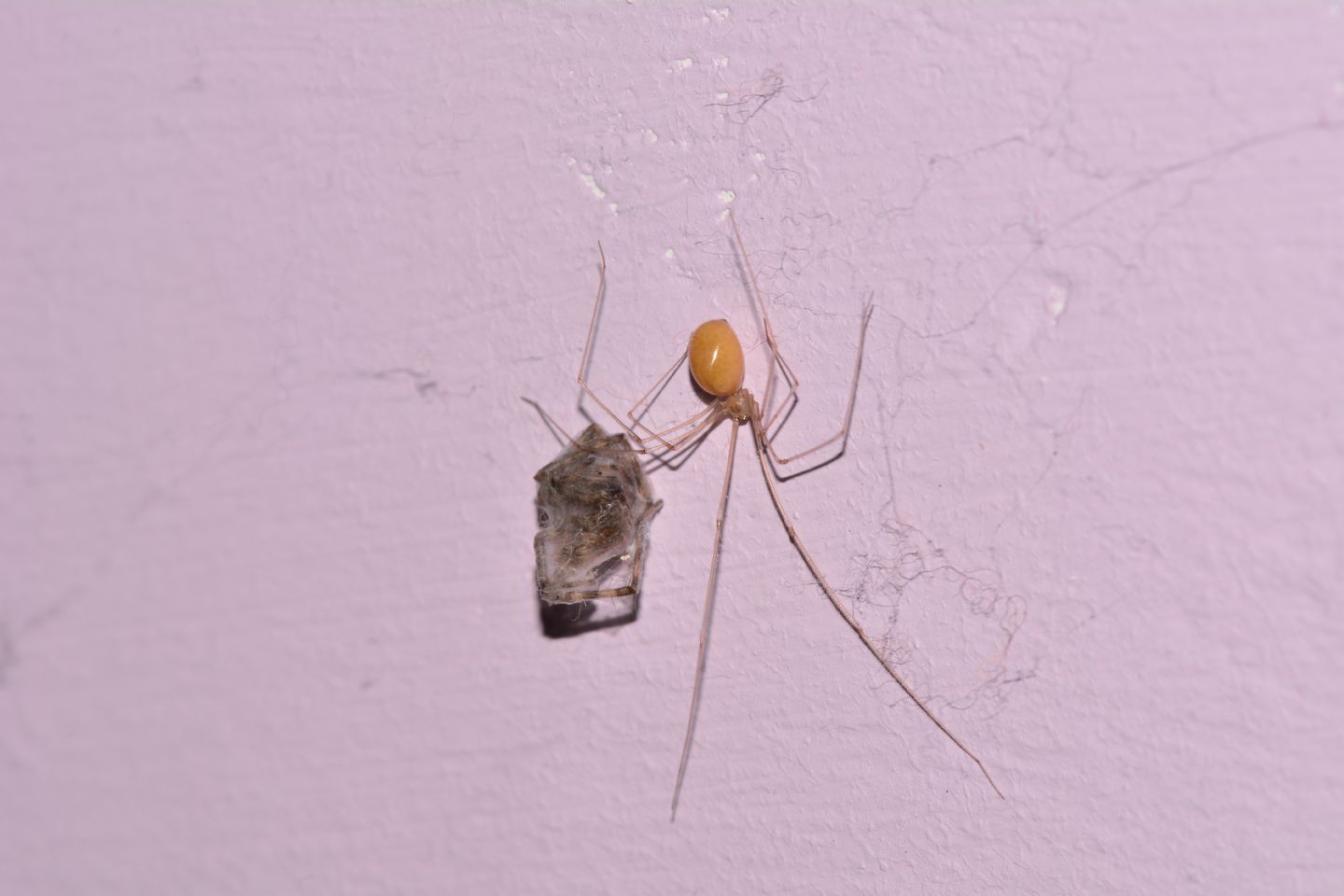 Pholcidae con preda:  Pholcus phalangioides - Mediglia (MI)